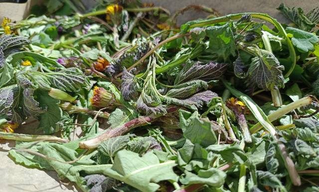 Te zioła zebrałam w weekend na Podlasiu. 5 chwastów, które warto zbierać wiosną. Przygotujesz z nich lecznicze napary, syropy i kosmetyki