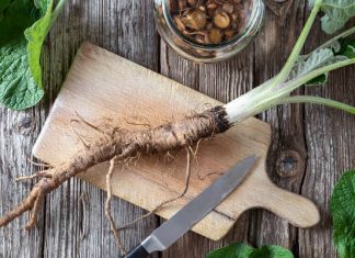 Korzeń łopianu na odchudzanie. Doceń ludowy środek, który wspiera metabolizm. W badaniach okazał się lepszy niż korzeń mniszka