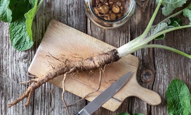 Korzeń łopianu na odchudzanie. Doceń ludowy środek, który wspiera metabolizm. W badaniach okazał się lepszy niż korzeń mniszka