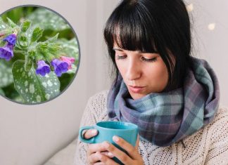 To pogromca kaszlu. Oczyści płuca i oskrzela. Nazbierasz w lesie lub na łące. Miodunka chroni też przed smogiem i wspiera odporność