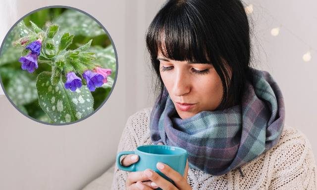 To pogromca kaszlu. Oczyści płuca i oskrzela. Nazbierasz w lesie lub na łące. Miodunka chroni też przed smogiem i wspiera odporność