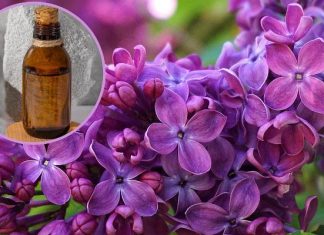 Bez nie tylko pięknie pachnie, ale też leczy. To tani środek na reumatyzm, pasożyty i dnę moczanową oraz ból głowy. Wypróbuj przepis