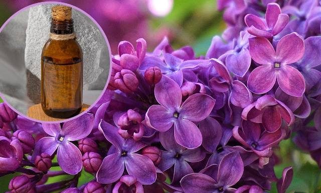 Bez nie tylko pięknie pachnie, ale też leczy. To tani środek na reumatyzm, pasożyty i dnę moczanową oraz ból głowy. Wypróbuj przepis