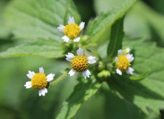 Żółtlica to „francuska kapusta” i lecznicze zioło. Wiosenny chwast odtruwa wątrobę i ma ciekawy smak. Tak wykorzystasz jego właściwości