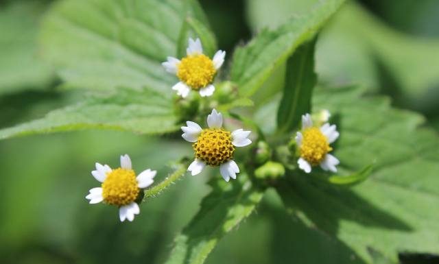 Żółtlica to „francuska kapusta” i lecznicze zioło. Wiosenny chwast odtruwa wątrobę i ma ciekawy smak. Tak wykorzystasz jego właściwości