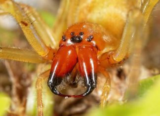 Wygląda groźnie? To najbardziej jadowity pająk w Polsce. Potrafi wchodzić do domów! Wstrzykuje toksyny uszkadzające czerwone krwinki