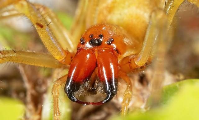 Wygląda groźnie? To najbardziej jadowity pająk w Polsce. Potrafi wchodzić do domów! Wstrzykuje toksyny uszkadzające czerwone krwinki