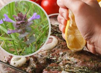 Dzika przyprawa do mięsa i darmowy składnik sałatki. To wszechobecne zioło odtruwa organizm. Zobacz, jak zrobić herbatkę i nalewkę