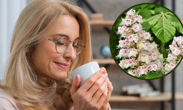 Niesamowite, że już kwitną. To darmowy lek na stawy, krążenie i żylaki. Herbatka z kwiatów kasztanowca zwalczy hemoroidy i reumatyzm