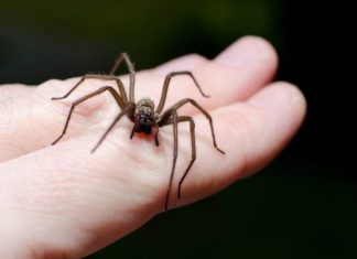 Jak rozpoznać ugryzienie pająka nie będąc lekarzem? Wszystko co musisz wiedzieć o domowych pająkach i alergii na ich jad