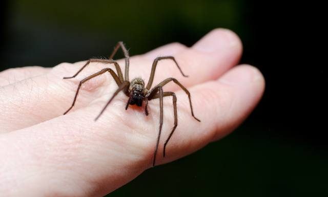 Jak rozpoznać ugryzienie pająka nie będąc lekarzem? Wszystko co musisz wiedzieć o domowych pająkach i alergii na ich jad