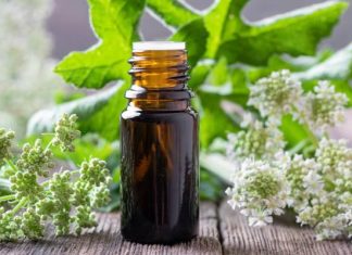 Zmniejszy wzdęcia, pomoże zrobić kupę. Litworówka łagodzi kaszel i lęk, ułatwia zasypianie. Wypróbuj przepis na tani trunek