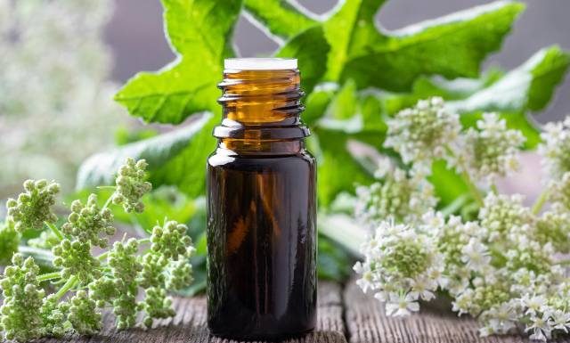 Zmniejszy wzdęcia, pomoże zrobić kupę. Litworówka łagodzi kaszel i lęk, ułatwia zasypianie. Wypróbuj przepis na tani trunek