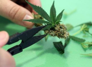 Masz którąś z tych chorób lub mniej niż 25 lat? Nie możesz leczyć się medyczną marihuaną. Lek powoduje też skutki uboczne