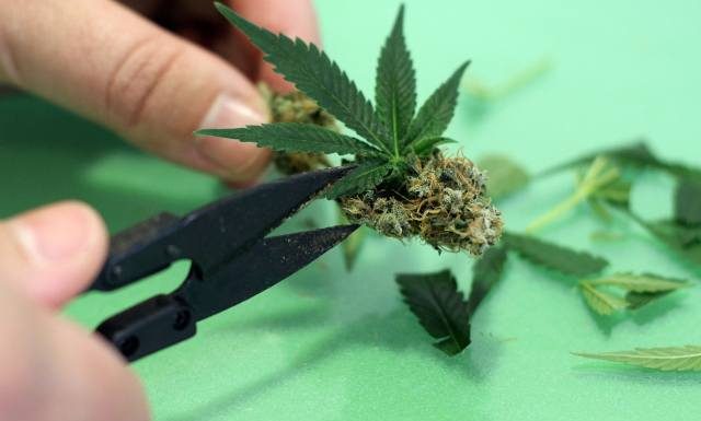 Masz którąś z tych chorób lub mniej niż 25 lat? Nie możesz leczyć się medyczną marihuaną. Lek powoduje też skutki uboczne