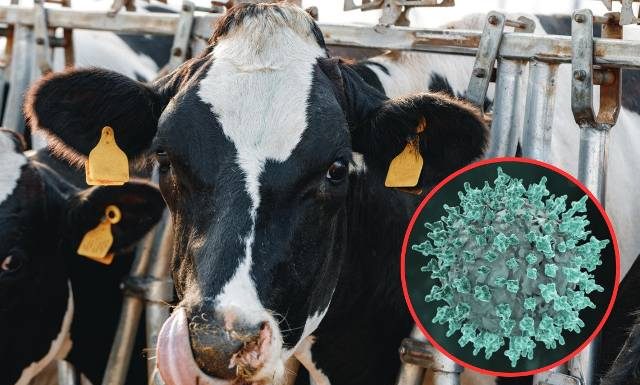 Przerażające dane WHO. Ptasia grypa została wykryta w „bardzo wysokich stężeniach” w mleku