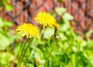 Kwitnie na potęgę w całej Polsce! Pomaga na trawienie, odtruwa organizm i obniża poziom cukru we krwi. Zrobisz z niego pyszne przetwory