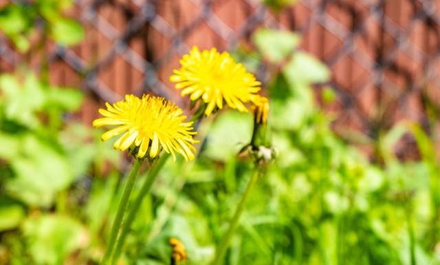Kwitnie na potęgę w całej Polsce! Pomaga na trawienie, odtruwa organizm i obniża poziom cukru we krwi. Zrobisz z niego pyszne przetwory