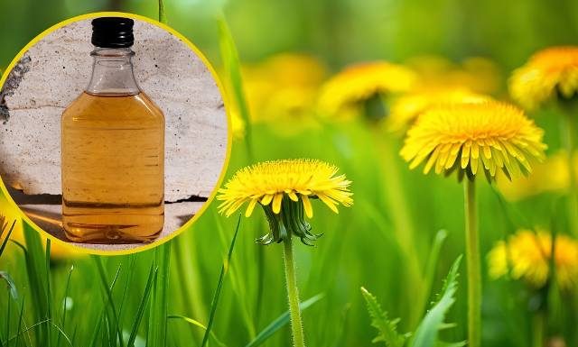 Idź na łąkę i nazbieraj póki jeszcze kwitnie. To tani lek na wiele dolegliwości. Nalewka wspomaga trawienie i oczyszcza