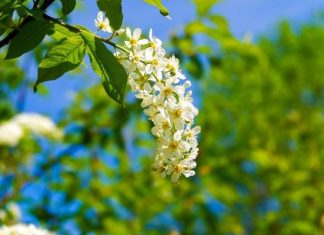 Czeremcha to przysmak nie tylko dla ptaków. Pomoże na obfite miesiączki i problemy z trawieniem. Przygotujesz z niej napary, nalewki i dżemy