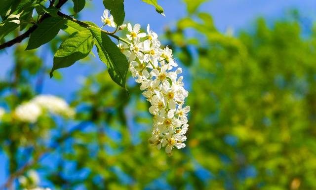 Czeremcha to przysmak nie tylko dla ptaków. Pomoże na obfite miesiączki i problemy z trawieniem. Przygotujesz z niej napary, nalewki i dżemy
