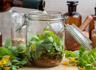 Kwitnie od przylotu do odlotu jaskółek. Teraz jest gotowy do leczniczych przetworów. Glistnik zwalcza wirusy nie tylko na skórze