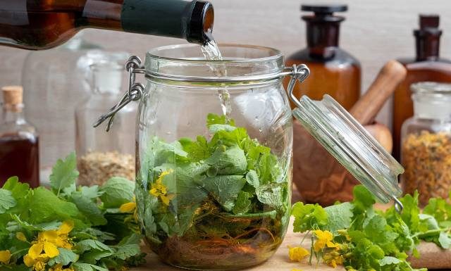 Kwitnie od przylotu do odlotu jaskółek. Teraz jest gotowy do leczniczych przetworów. Glistnik zwalcza wirusy nie tylko na skórze