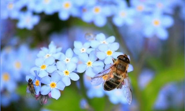 Na co pomaga niezapominajka? Jej bajeczne kwiaty można wykorzystać w kuchni i łazience. Podajemy przepisy na nalewkę i tonik
