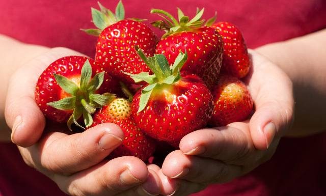 Kuszące, ale niebezpieczne. Po ich zjedzeniu groźne objawy pojawiają się na skórze i języku. Tak rozpoznasz uczulenie na truskawki