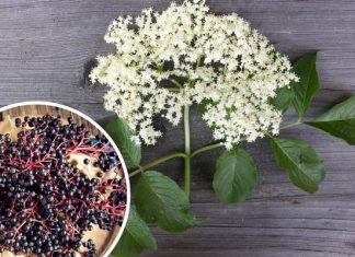 Zdrowy, pyszny i… nie dla każdego! Kto powinien unikać syropu, naparu i nalewki z czarnego bzu? Sprawdź, czy jesteś w tej grupie