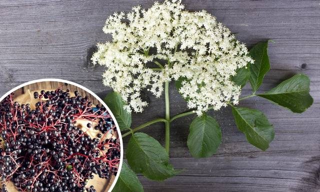 Zdrowy, pyszny i… nie dla każdego! Kto powinien unikać syropu, naparu i nalewki z czarnego bzu? Sprawdź, czy jesteś w tej grupie