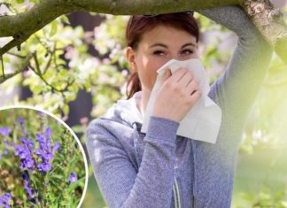 Dokucza ci katar, świąd i łzawienie oczu? Wypróbuj zioła na alergię. Nie wywołują senności, naturalnie i skutecznie łagodzą objawy alergii