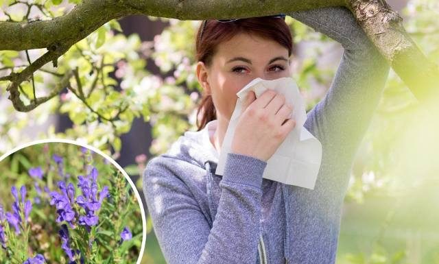 Dokucza ci katar, świąd i łzawienie oczu? Wypróbuj zioła na alergię. Nie wywołują senności, naturalnie i skutecznie łagodzą objawy alergii