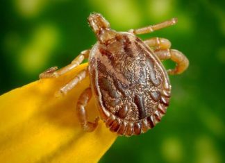 Poznaj duże ryzyko i bardzo niebezpieczne reakcje alergiczne po ukąszeniu tego owada