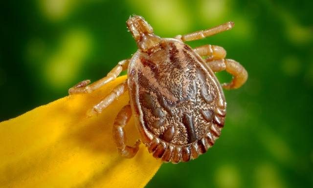 Poznaj duże ryzyko i bardzo niebezpieczne reakcje alergiczne po ukąszeniu tego owada