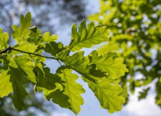 Co teraz pyli? Kalendarz pylenia na maj 2024. Alergiku, miej się na baczności, zaczyna się dla ciebie ciężki czas!