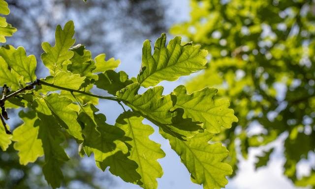 Co teraz pyli? Kalendarz pylenia na maj 2024. Alergiku, miej się na baczności, zaczyna się dla ciebie ciężki czas!