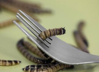 Czy jedzenie robaków jest bezpieczne? Ludzie nie wiedzą, czym to może się skończyć. Te osoby nie powinny sięgać po jadalne owady