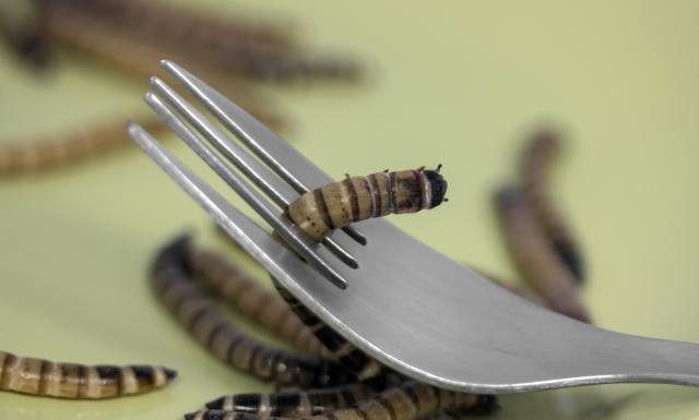 Czy jedzenie robaków jest bezpieczne? Ludzie nie wiedzą, czym to może się skończyć. Te osoby nie powinny sięgać po jadalne owady