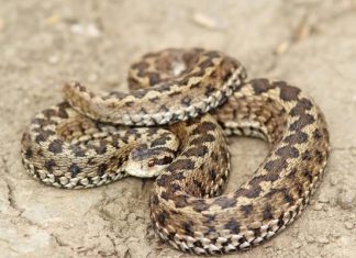Uważaj na najgroźniejszego polskiego węża. Po ukąszeniu żmii zygzakowatej nie ma czasu do stracenia. Zobacz, co zrobić gdy ukąsi żmija