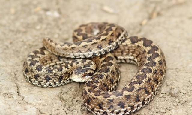 Uważaj na najgroźniejszego polskiego węża. Po ukąszeniu żmii zygzakowatej nie ma czasu do stracenia. Zobacz, co zrobić gdy ukąsi żmija