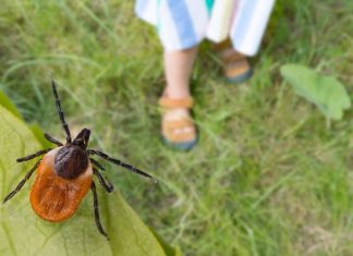 Bakteria atakuje układ nerwowy. Objawy nawet po 15 latach! Neuroborelioza to podstępna postać choroby od kleszcza. Liczba przypadków rośnie