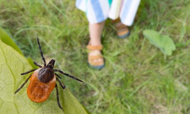 Bakteria atakuje układ nerwowy. Objawy nawet po 15 latach! Neuroborelioza to podstępna postać choroby od kleszcza. Liczba przypadków rośnie
