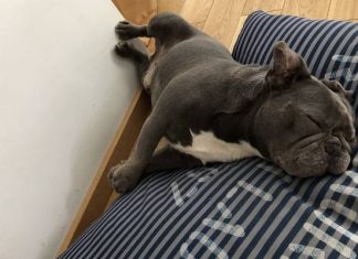 Ile kosztuje ubezpieczenie dla psa? „Liczba polis w ciągu dwóch lat zwiększyła się pięciokrotnie”. Co pokryje ubezpieczenie?