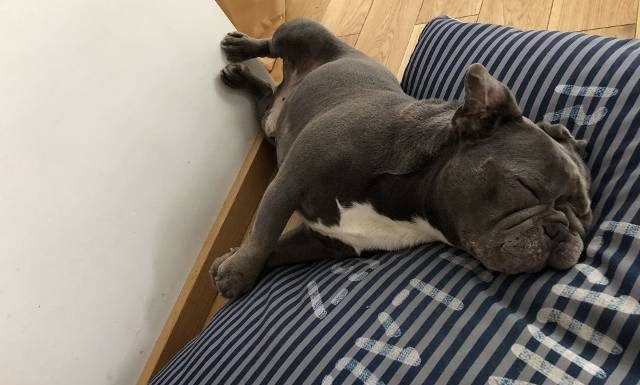 Ile kosztuje ubezpieczenie dla psa? „Liczba polis w ciągu dwóch lat zwiększyła się pięciokrotnie”. Co pokryje ubezpieczenie?