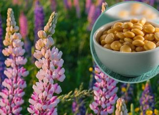 Wiosenny kwiat zdrowszy od soi. Te nasiona jedz, gdy chcesz schudnąć i obniżyć poziom cukru. Jednak uważaj, bo niektóre odmiany są trujące