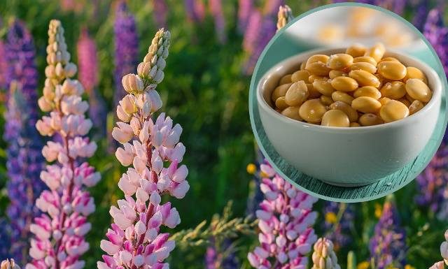 Wiosenny kwiat zdrowszy od soi. Te nasiona jedz, gdy chcesz schudnąć i obniżyć poziom cukru. Jednak uważaj, bo niektóre odmiany są trujące