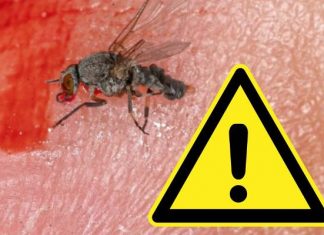 Ugryzienie meszki może nie goić się miesiącami lub spowodować groźne zatrucie. Zobacz, jak objawia się harara i co robić przy ugryzieniu