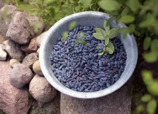 To nie zwykła jagoda. Podłużne owoce zwane haskap wygrywają z innymi gatunkami. Pilnuj sezonu, bo skończą się, zanim kupisz