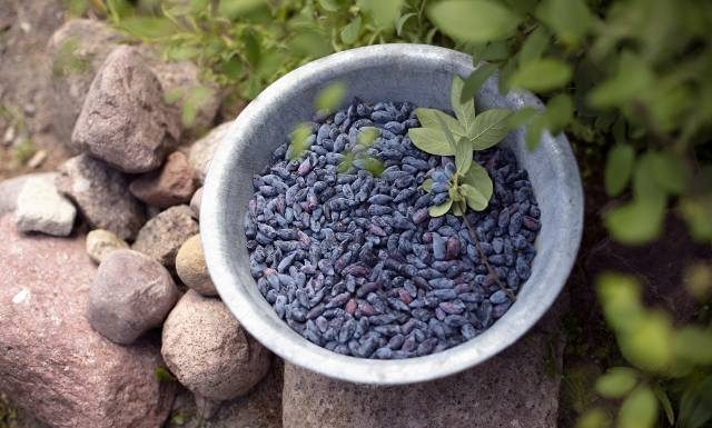 To nie zwykła jagoda. Podłużne owoce zwane haskap wygrywają z innymi gatunkami. Pilnuj sezonu, bo skończą się, zanim kupisz